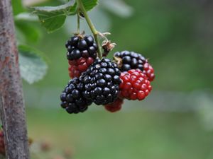 Preview wallpaper blackberries, berries, branch