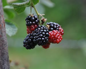 Preview wallpaper blackberries, berries, branch