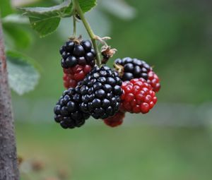 Preview wallpaper blackberries, berries, branch