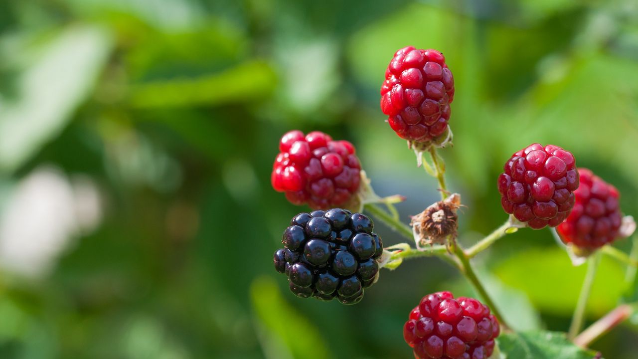 Wallpaper blackberries, berries, branch, close-up