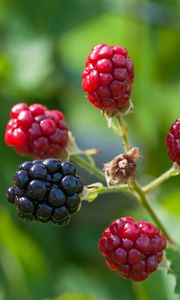 Preview wallpaper blackberries, berries, branch, close-up