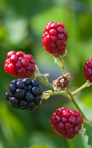 Preview wallpaper blackberries, berries, branch, close-up