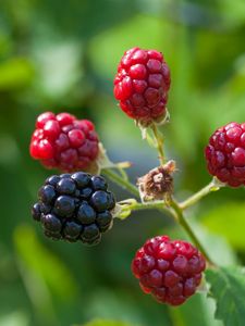 Preview wallpaper blackberries, berries, branch, close-up