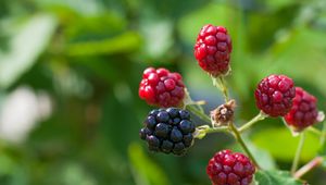 Preview wallpaper blackberries, berries, branch, close-up