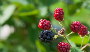 Preview wallpaper blackberries, berries, branch, close-up