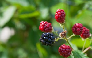 Preview wallpaper blackberries, berries, branch, close-up