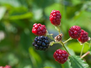 Preview wallpaper blackberries, berries, branch, close-up