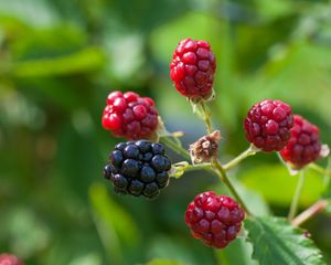 Preview wallpaper blackberries, berries, branch, close-up