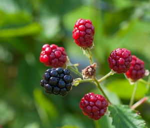 Preview wallpaper blackberries, berries, branch, close-up