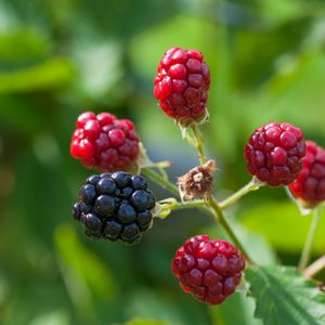 Preview wallpaper blackberries, berries, branch, close-up