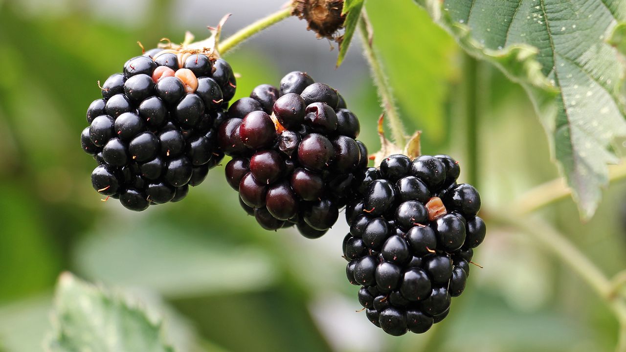 Wallpaper blackberries, berries, branch, petals