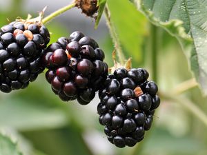 Preview wallpaper blackberries, berries, branch, petals