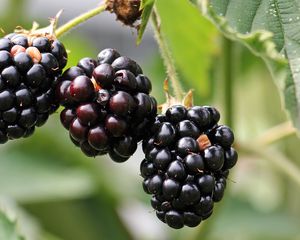 Preview wallpaper blackberries, berries, branch, petals