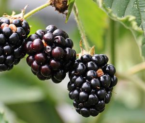 Preview wallpaper blackberries, berries, branch, petals