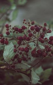 Preview wallpaper blackberries, berries, bush