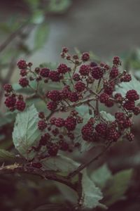 Preview wallpaper blackberries, berries, bush