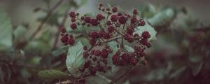 Preview wallpaper blackberries, berries, bush