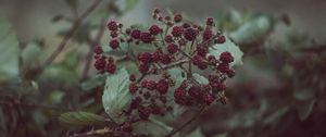 Preview wallpaper blackberries, berries, bush