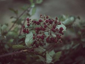 Preview wallpaper blackberries, berries, bush