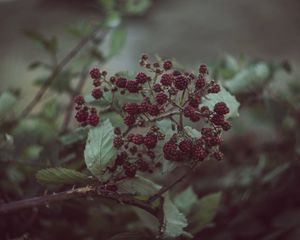 Preview wallpaper blackberries, berries, bush