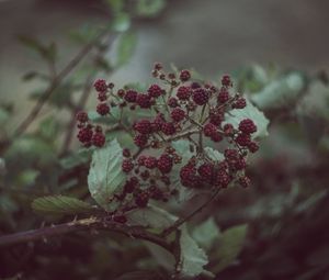 Preview wallpaper blackberries, berries, bush