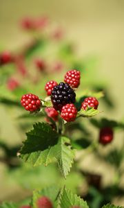 Preview wallpaper blackberries, berries, fruits, macro