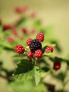 Preview wallpaper blackberries, berries, fruits, macro