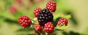 Preview wallpaper blackberries, berries, fruits, macro