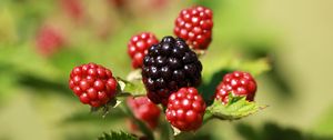 Preview wallpaper blackberries, berries, fruits, macro