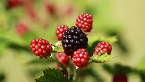 Preview wallpaper blackberries, berries, fruits, macro