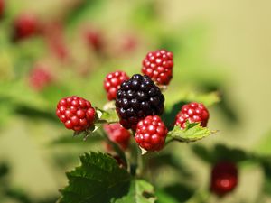 Preview wallpaper blackberries, berries, fruits, macro