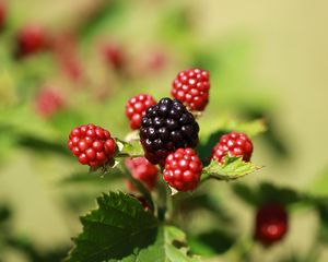 Preview wallpaper blackberries, berries, fruits, macro