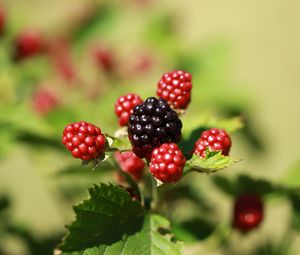 Preview wallpaper blackberries, berries, fruits, macro