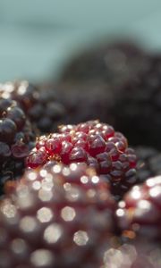 Preview wallpaper blackberries, berries, fruits, fresh, macro