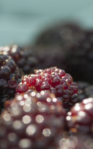 Preview wallpaper blackberries, berries, fruits, fresh, macro