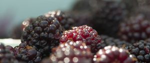 Preview wallpaper blackberries, berries, fruits, fresh, macro