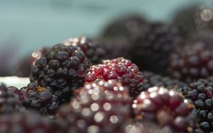 Preview wallpaper blackberries, berries, fruits, fresh, macro