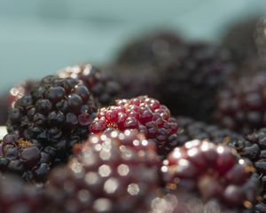 Preview wallpaper blackberries, berries, fruits, fresh, macro