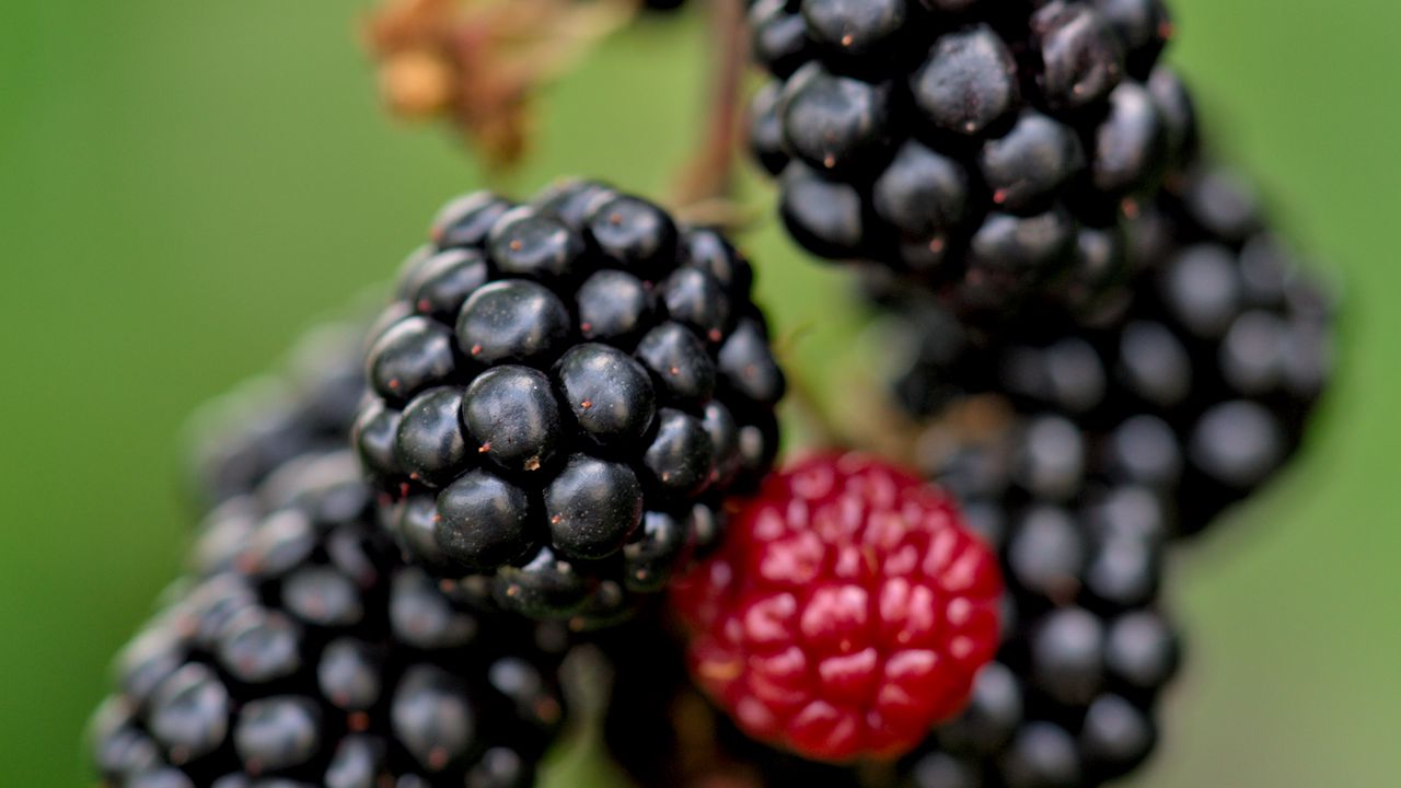 Wallpaper blackberries, berries, glare, blur