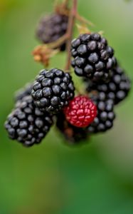 Preview wallpaper blackberries, berries, glare, blur
