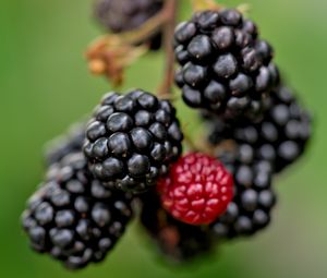 Preview wallpaper blackberries, berries, glare, blur