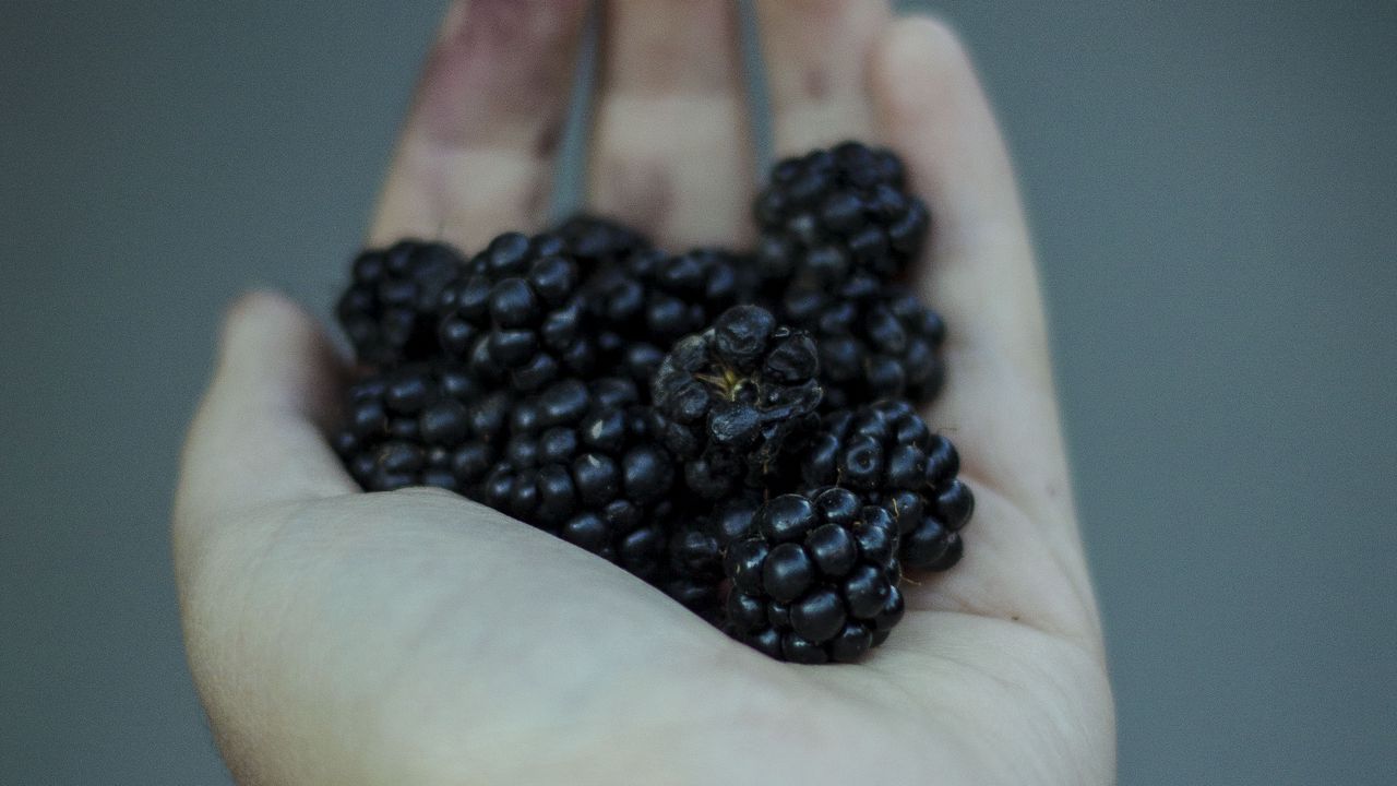 Wallpaper blackberries, berries, hand, food