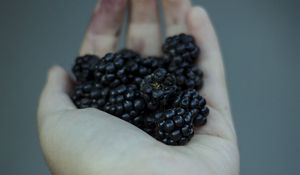 Preview wallpaper blackberries, berries, hand, food