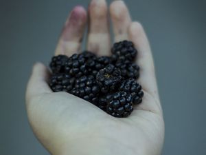 Preview wallpaper blackberries, berries, hand, food