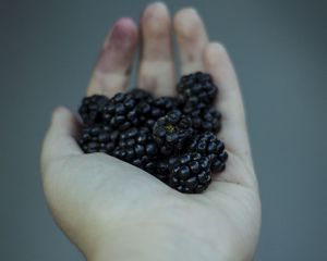 Preview wallpaper blackberries, berries, hand, food