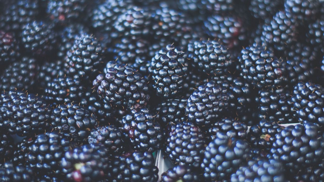 Wallpaper blackberries, berries, ripe, blur
