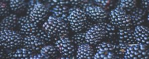 Preview wallpaper blackberries, berries, ripe, blur