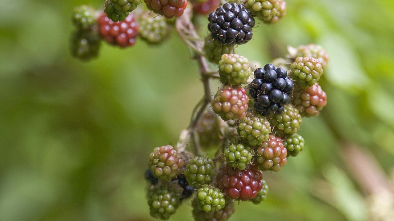 Wallpaper blackberry, berry, bush, green, black