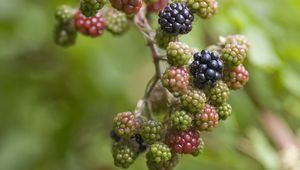 Preview wallpaper blackberry, berry, bush, green, black
