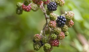 Preview wallpaper blackberry, berry, bush, green, black